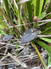 Hibbertia perfoliata