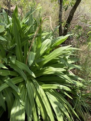Merwilla plumbea