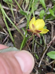 Hibbertia perfoliata