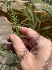 Acacia gittinsii