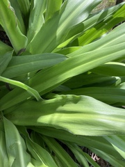 Merwilla plumbea