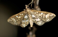 Ischnurges illustralis