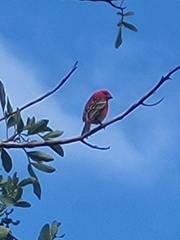Foudia madagascariensis