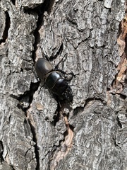 Apterodorcus bacchus