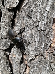 Apterodorcus bacchus