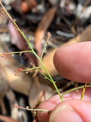 Gonocarpus chinensis