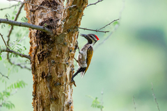 Dinopium benghalense