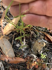 Gonocarpus chinensis
