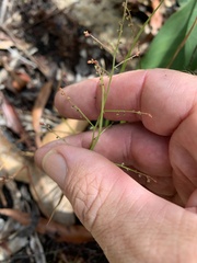 Gonocarpus chinensis