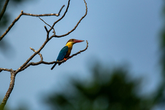 Pelargopsis capensis