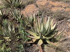 Aloe petricola