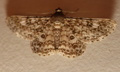 Cleora sabulata