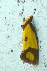 Agapeta zoegana
