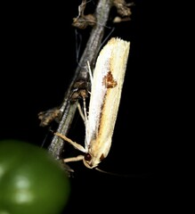 Compsotorna oligarchica