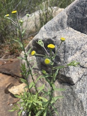Pulicaria scabra