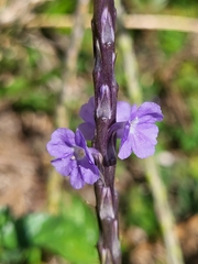Stachytarpheta