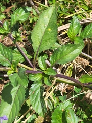 Stachytarpheta