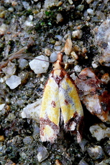 Agapeta zoegana