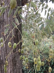 Styphnolobium japonicum