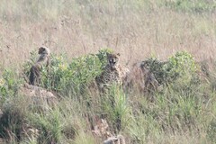 Acinonyx jubatus jubatus