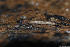 Cleidogona
