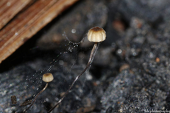 Cryptomarasmius