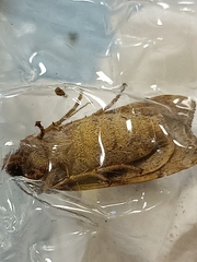 Conistra erythrocephala