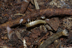 Atelurinae