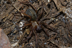 Lycosoides coarctata