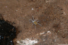 Rhagidiidae