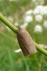 Aphelia viburnana