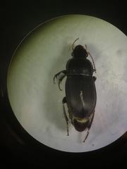 Harpalina