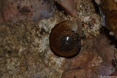 Xerotricha conspurcata