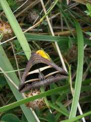 Grammodes bifasciata