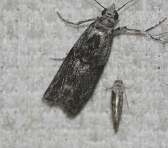 Sciota melanostyla