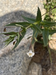 Mimulus gracilis