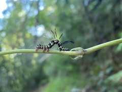Tinolius eburneigutta