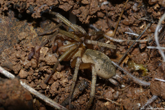 Pterotricha simoni