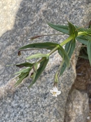 Mimulus gracilis