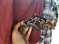 Archaeoattacus edwardsii