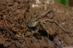 Dicranopalpus pulchellus