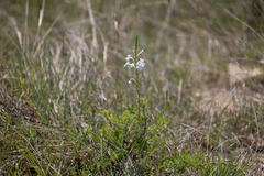 Chascanum hederaceum natalense