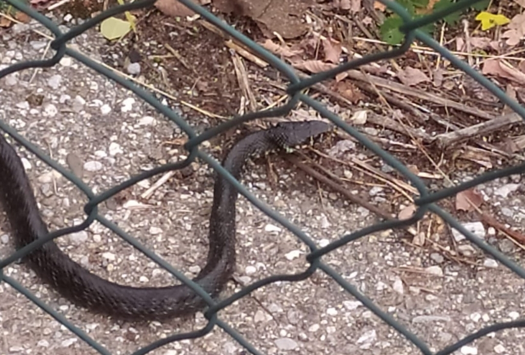 Dark Green Snake