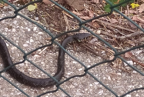 Dark Green Snake