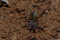 Lycosoides coarctata