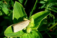 Zelotherses paleana