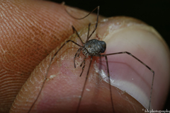 Dicranopalpus caudatus