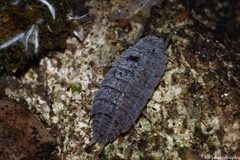 Proporcellio