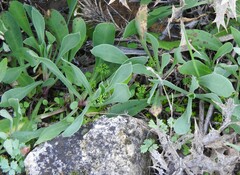 Klasea nudicaulis