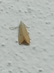 Scirpophaga incertulas
